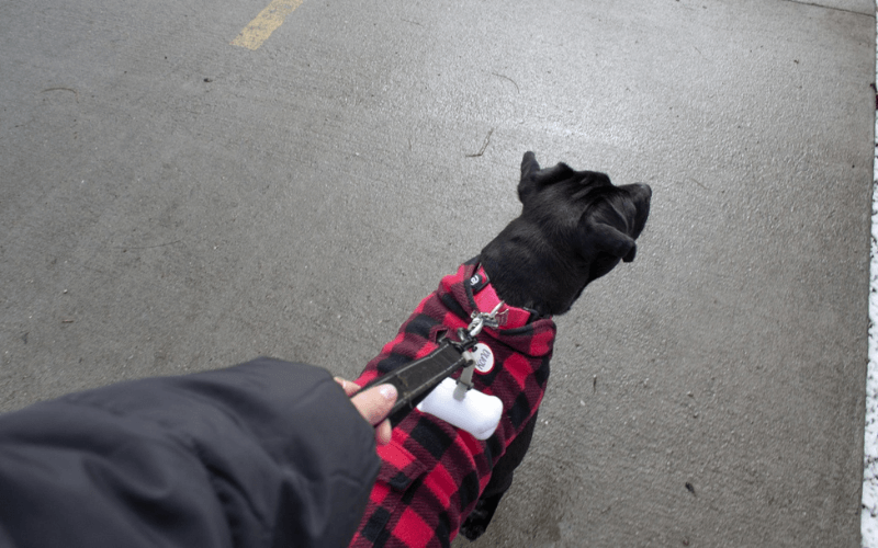 walking dog with coat on the greenbelt