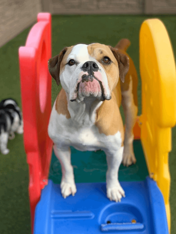 dog on a slide 