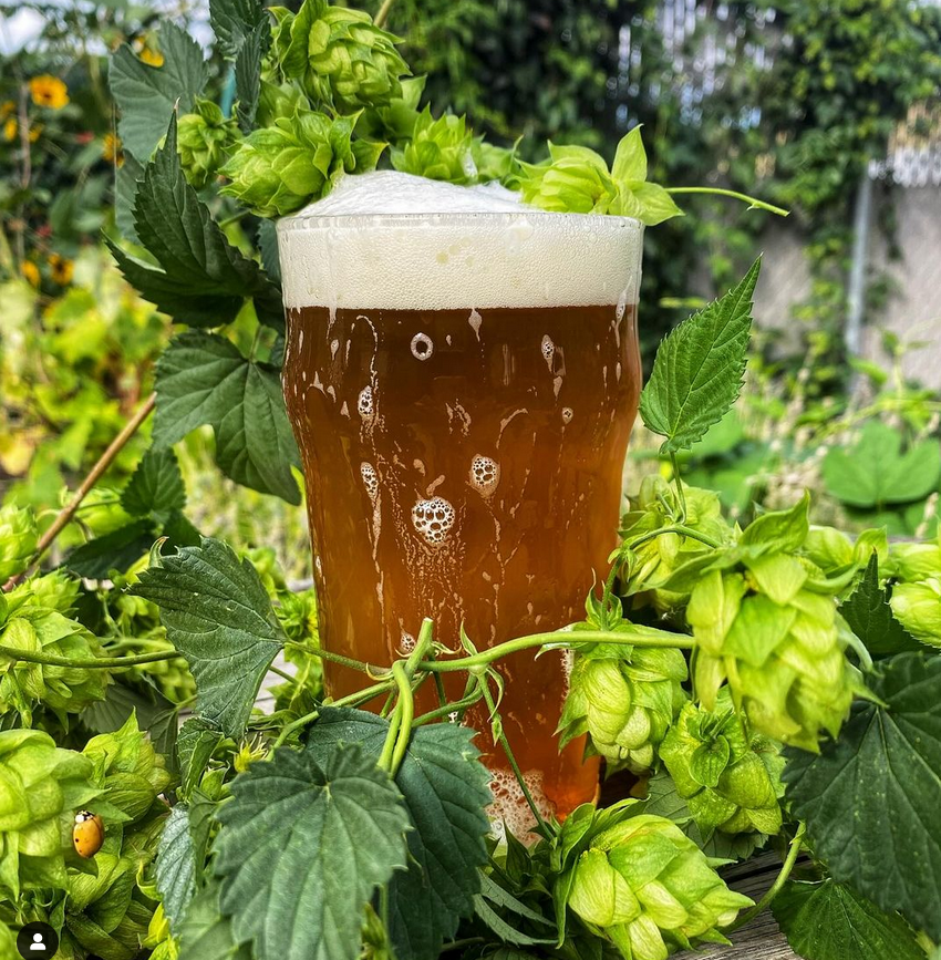 Beer in a glass and leaves